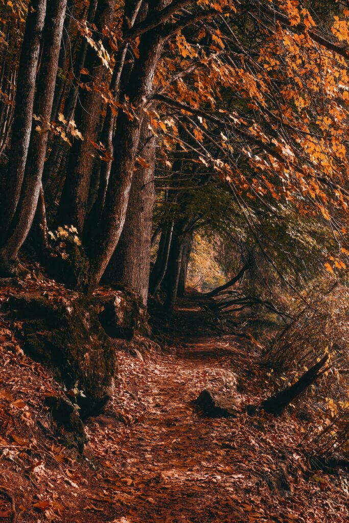 Serene forest path with tall trees and golden autumn leaves creating a cozy peaceful scene Wallpaper