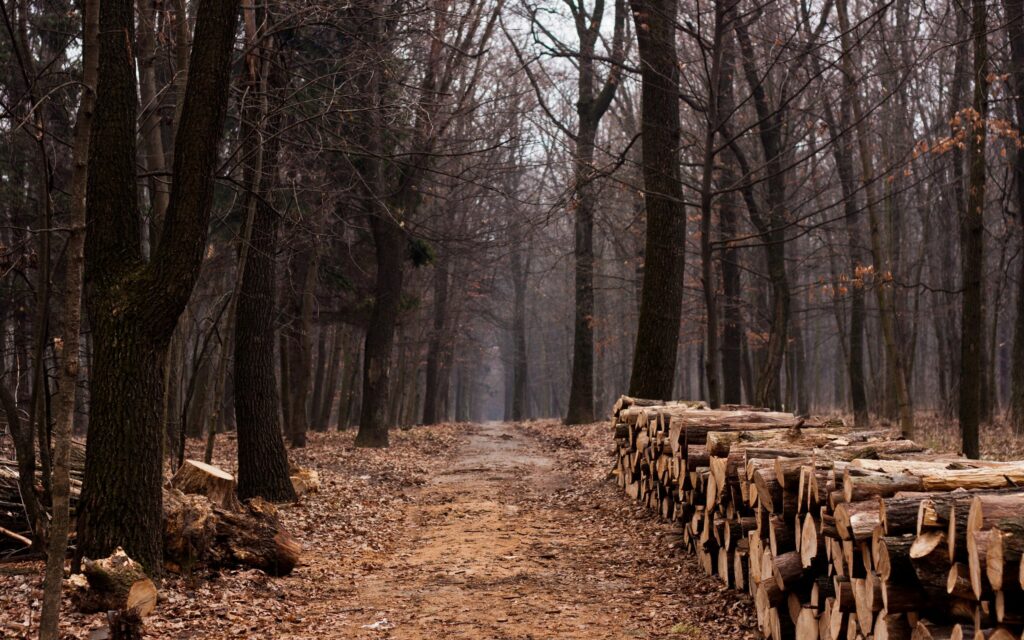 Serene autumn forest path with stacked firewood tall leafless trees and scattered leaves background Wallpaper