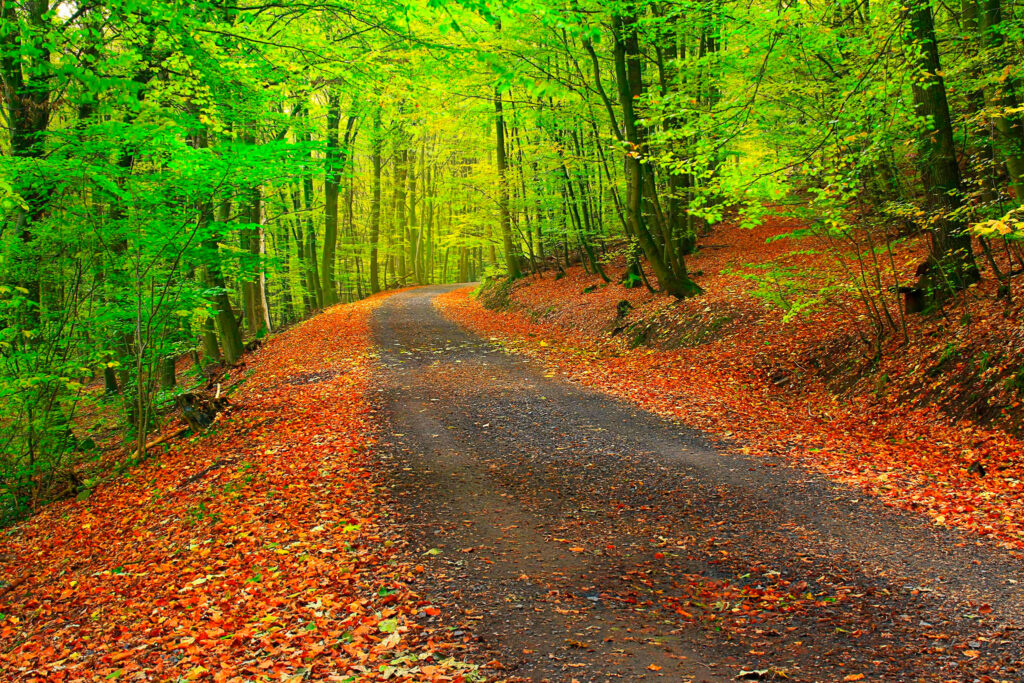 Serene autumn forest trail with vibrant orange red leaves and tall green golden trees wallpaper background
