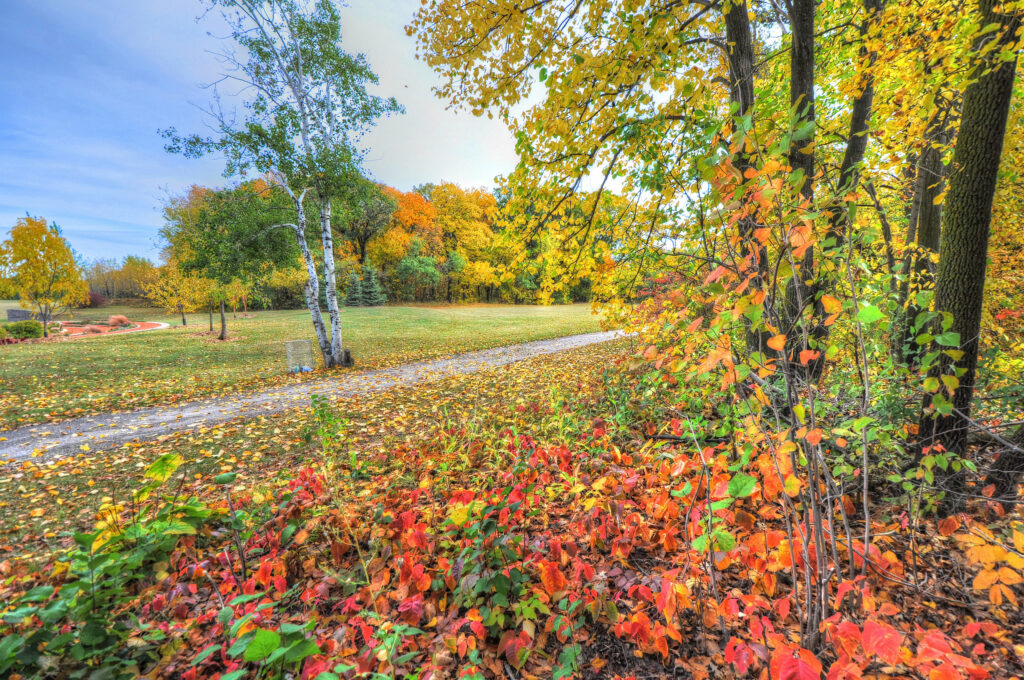 Autumn forest footpath with vibrant yellow orange red leaves and soft sunlight filtering through trees Wallpaper