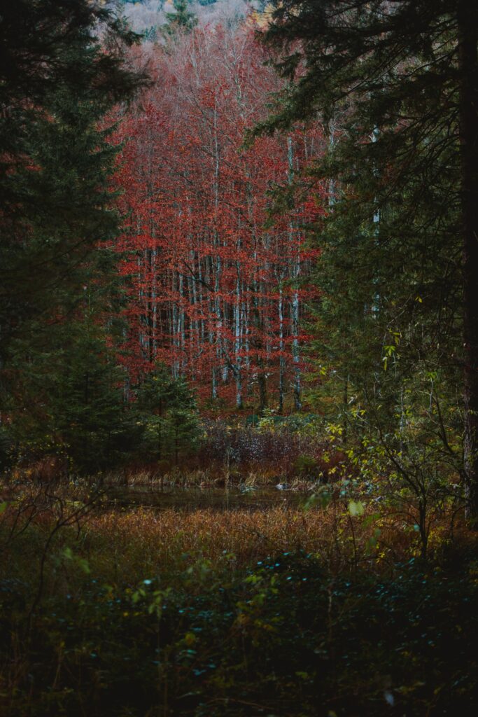 Serene autumn forest with vibrant red orange trees reflected in calm lake surrounded by green bushes Wallpaper