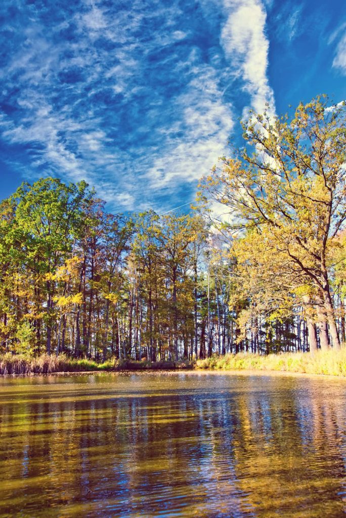 Calm pond reflects vibrant autumn forest with golden leaves green trees and clear blue sky Wallpaper