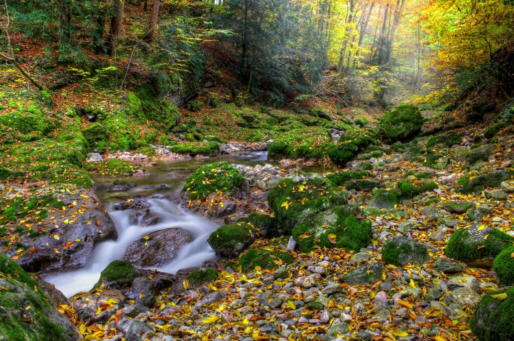 Autumn forest wallpaper with winding river mossy rocks golden green foliage natural light