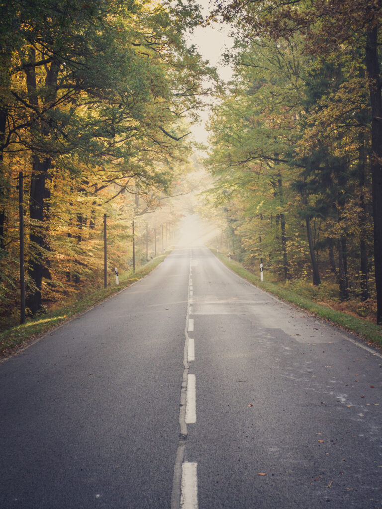 Quiet forest road with golden green autumn trees foggy mist serene nature wallpaper background