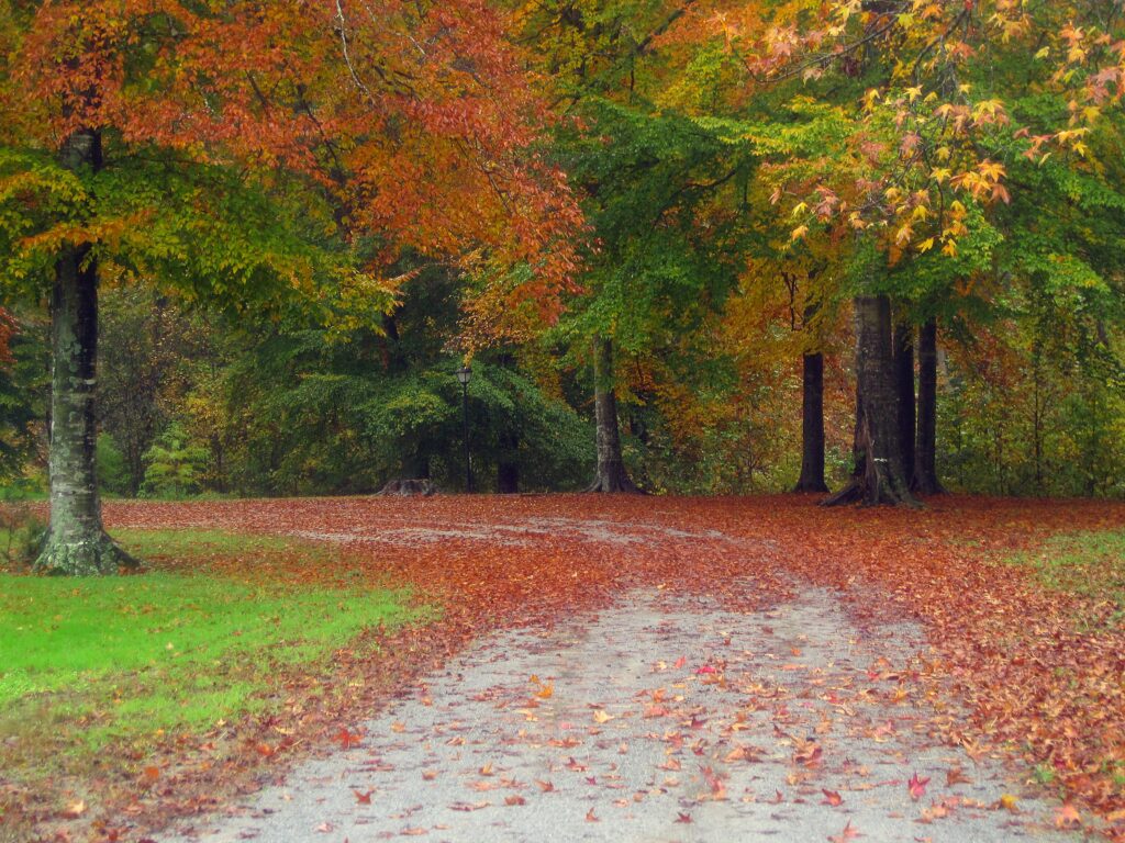 Serene autumn landscape with winding road through vibrant orange red and yellow forest leaves Wallpaper