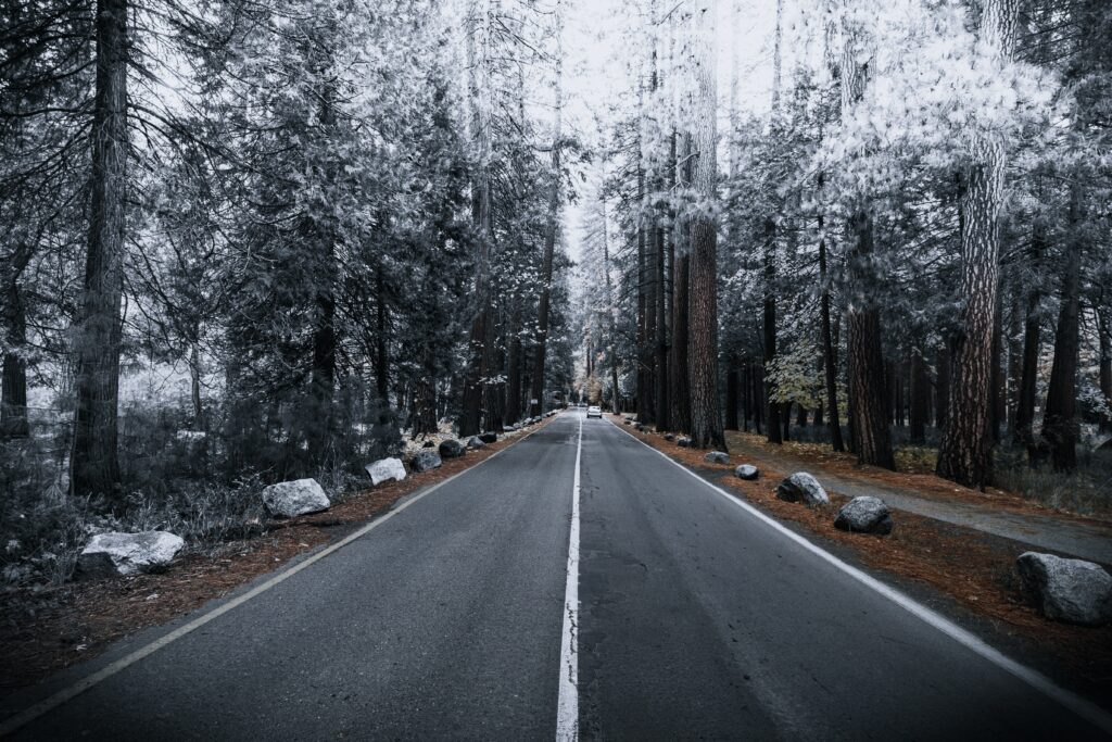 Serene forest road with autumn leaves and hoarfrost under tall trees in a peaceful winter scene Wallpaper
