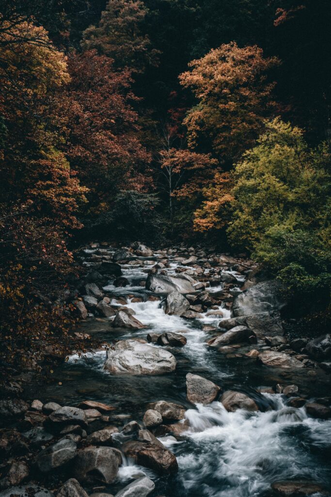 Tranquil forest stream flowing over stones with vibrant autumn trees in orange green and yellow Wallpaper