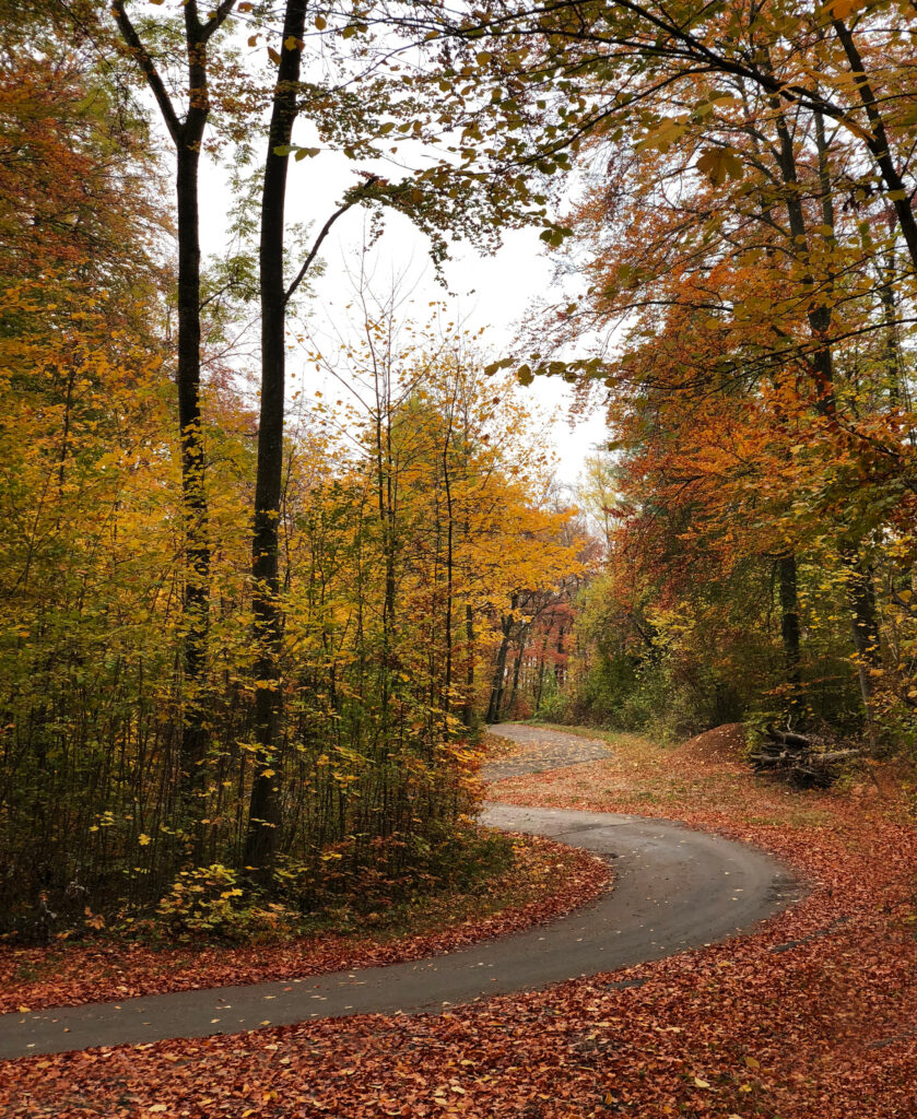 Winding autumn forest trail with vibrant orange yellow red leaves and colorful leaf carpet background Wallpaper