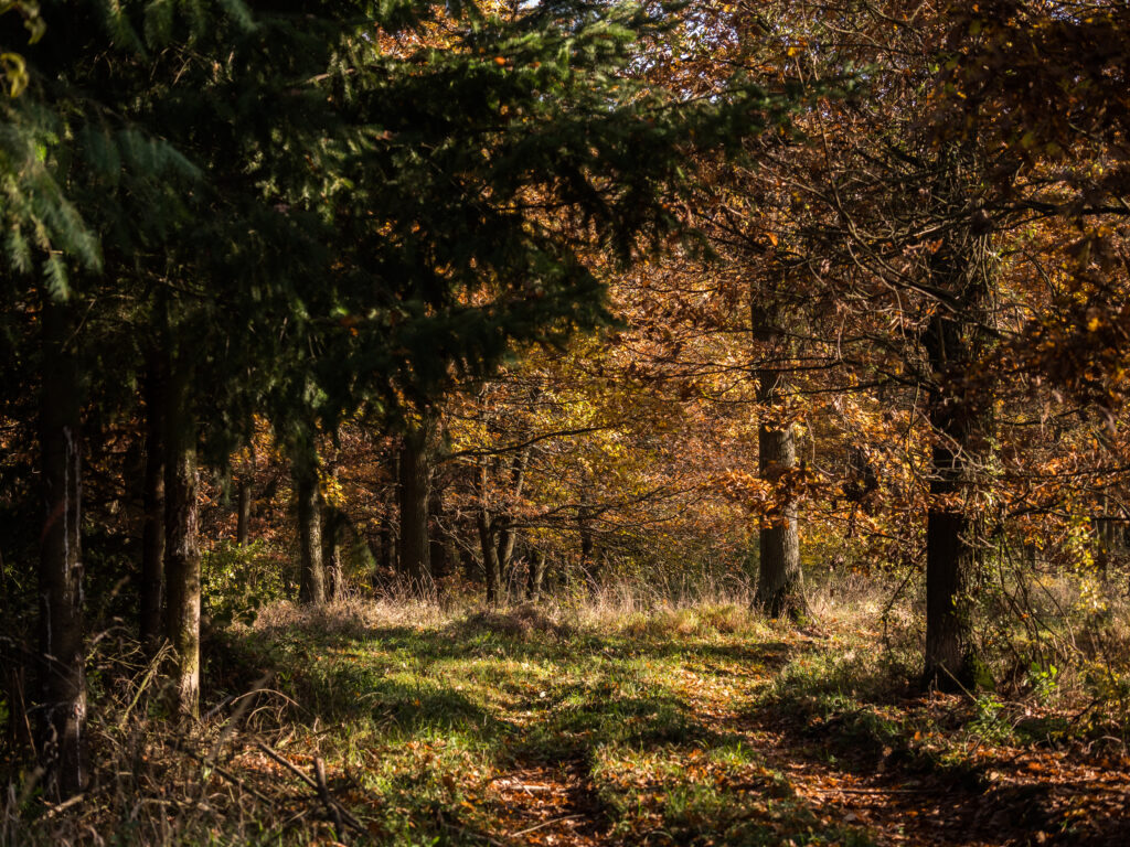 Serene autumn forest with golden leaves sunlight filtering through tall trees warm landscape Wallpaper