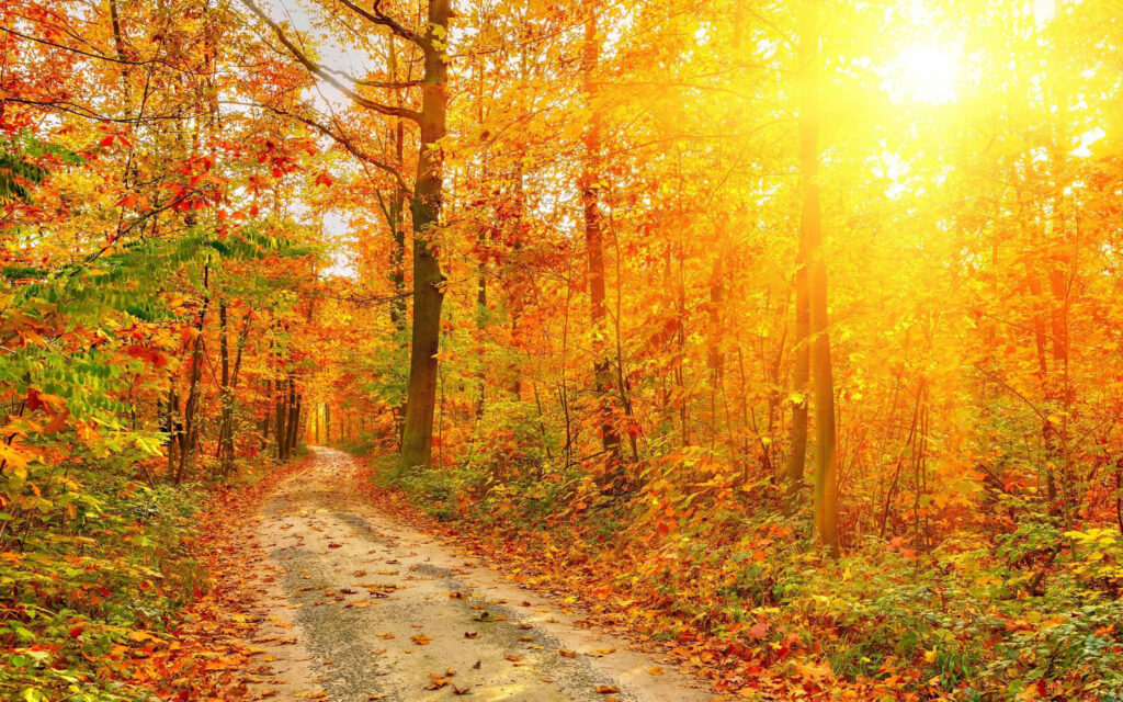 Serene Autumn Forest Wallpaper: Sunlit Pathway & Golden Foliage