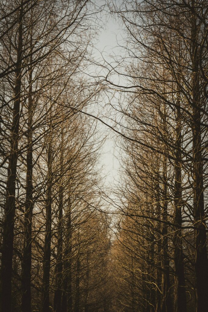 Tall leafless trees with intertwining branches against soft sky autumn forest wallpaper background