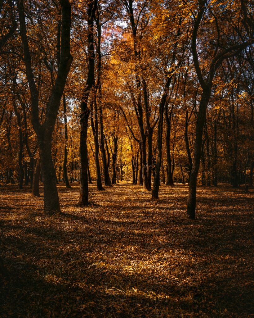 Serene autumn forest with golden leaves sunlight filtering through trees on park path background Wallpaper