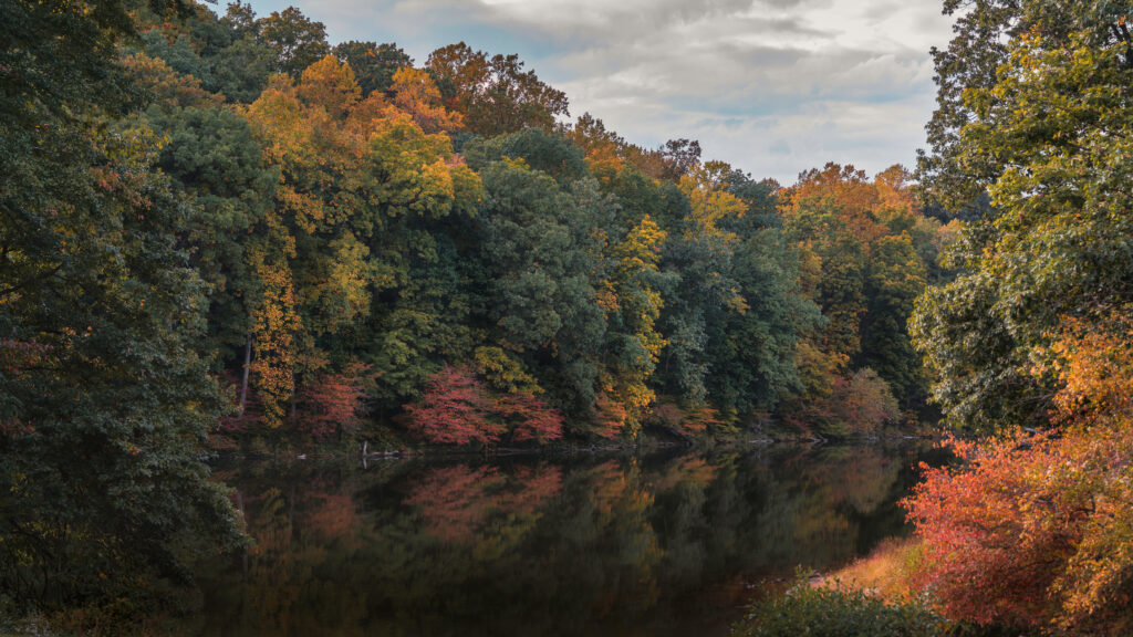 Serene autumn forest with tall trees and colorful foliage reflected in a calm pond wallpaper