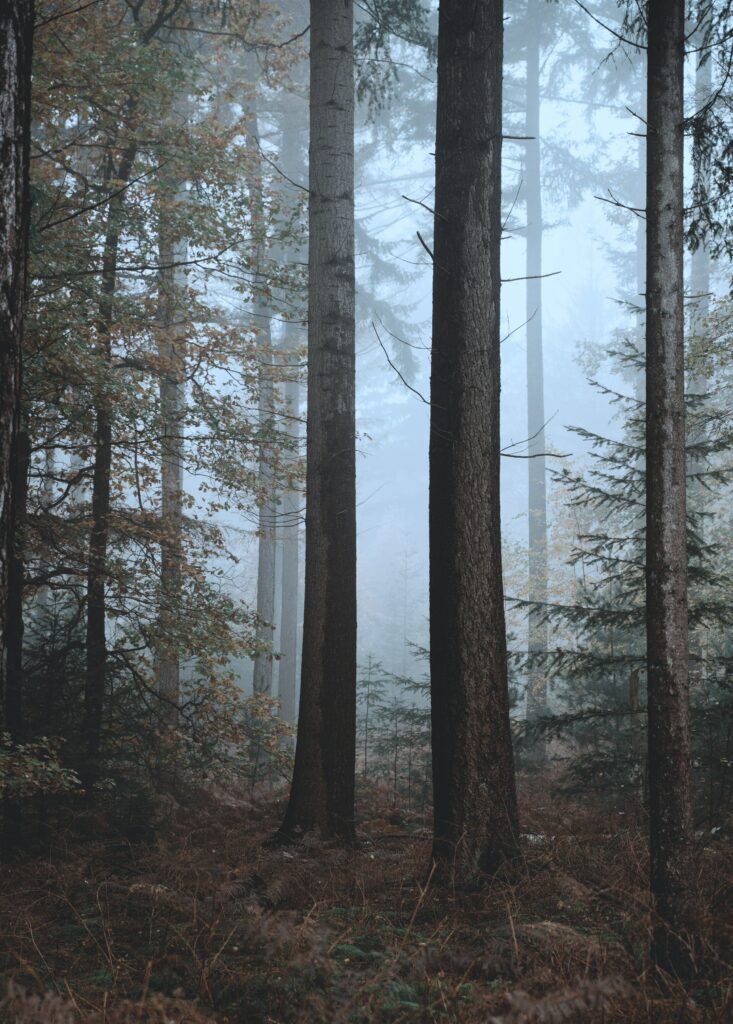 Serene autumn foggy forest wallpaper with tall trees and muted earthy tones background