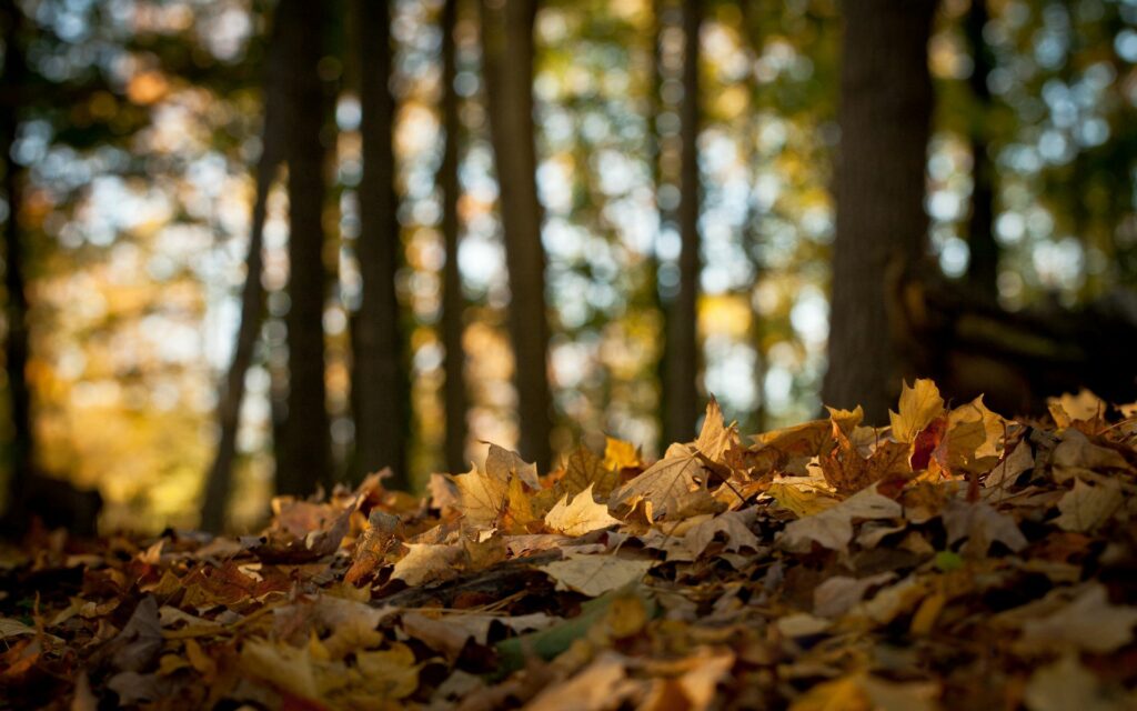 Serene autumn forest wallpaper with golden maple leaves and soft sunlight on woodland floor