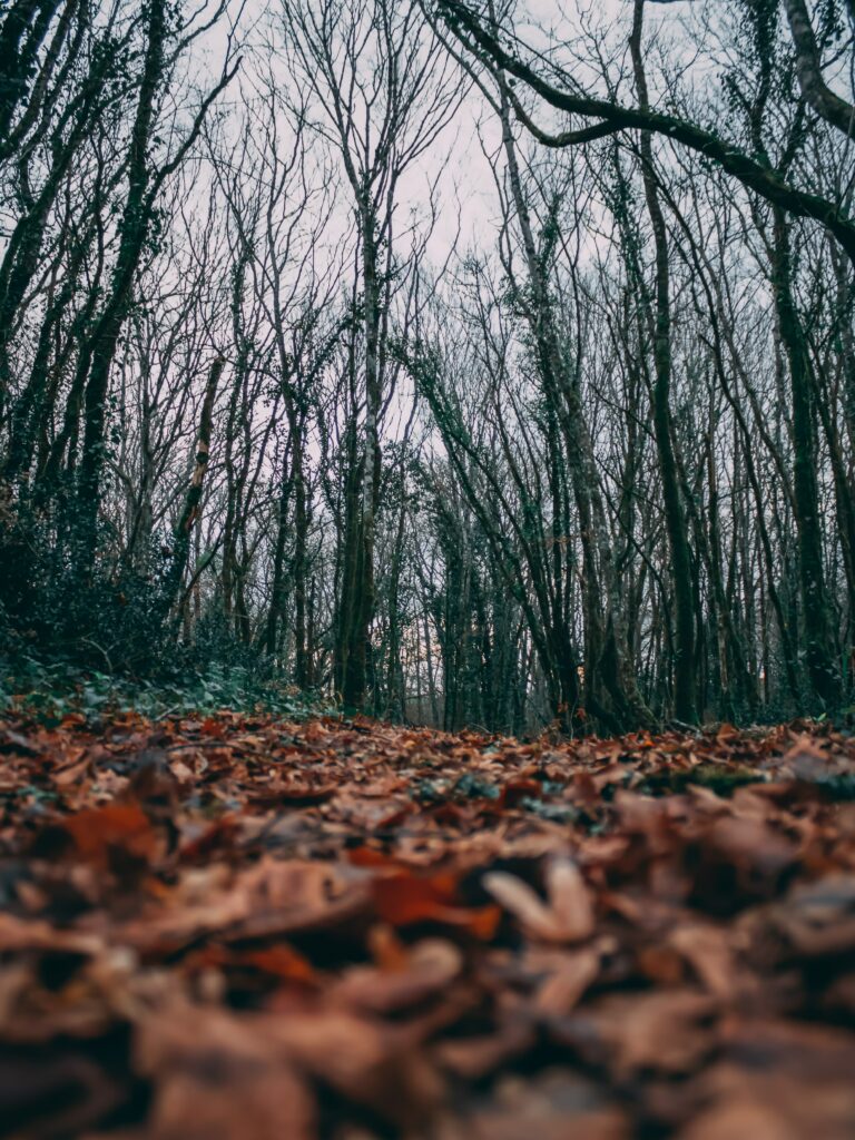 Autumn forest wallpaper with tall leafless trees and warm brown orange fallen leaves background