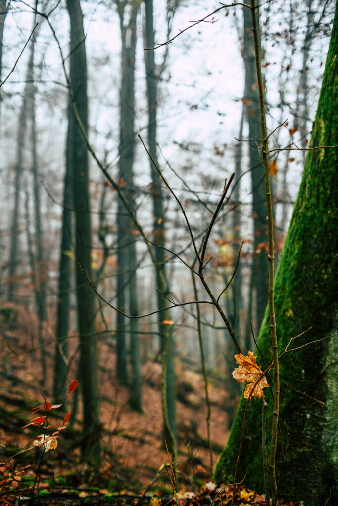 Serene autumn forest with mist tall mossy trees and orange brown fallen leaves wallpaper background