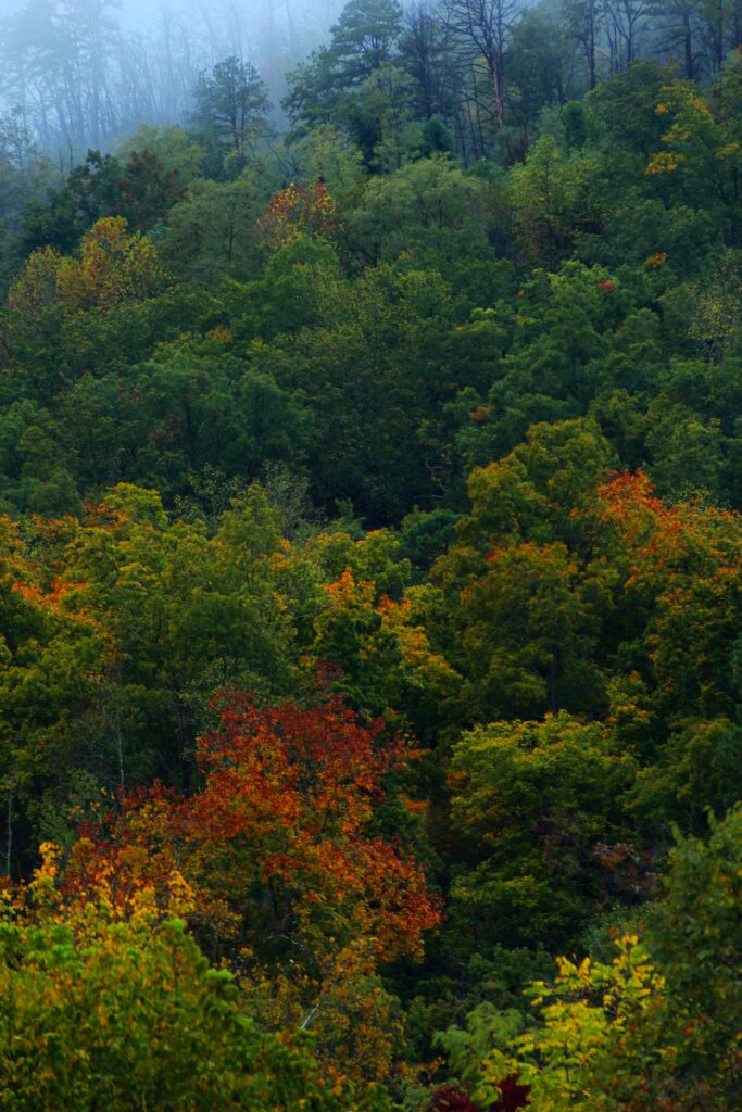 Dense autumn forest with green yellow and red leaves and soft mist creating serene fall scene Wallpaper