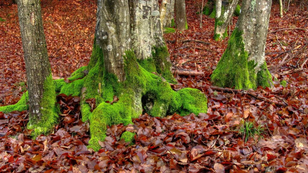 Serene autumn forest with mossy tree roots and vibrant red and brown fallen leaves wallpaper