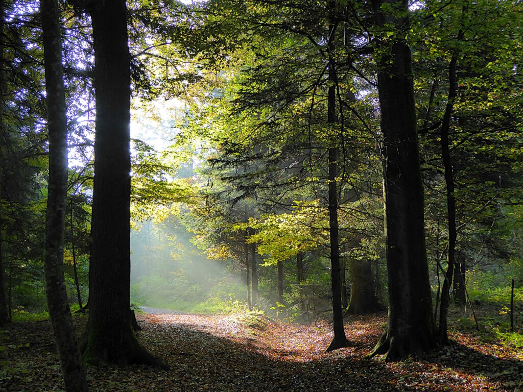 Serene forest wallpaper with tall trees autumn leaves sun rays on peaceful leaf strewn path