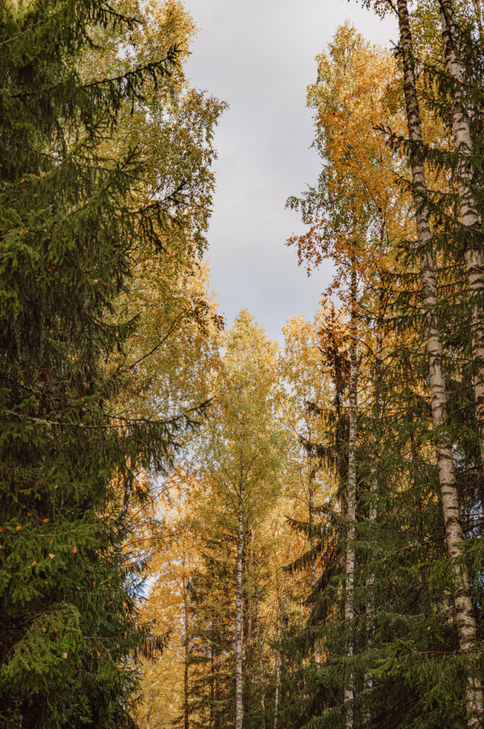 Serene forest wallpaper with tall green spruces and golden birch trees in autumn foliage