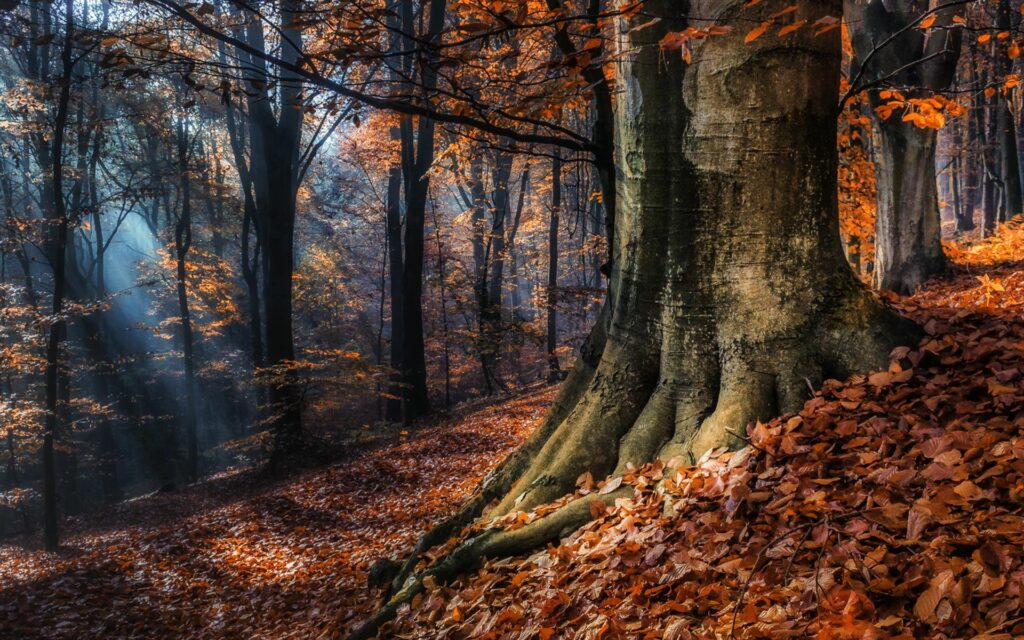 Serene autumn forest wallpaper with vibrant orange leaves and sunlight filtering through tall trees