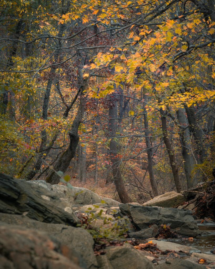 Serene forest wallpaper with tall trees rugged rocks vibrant orange and yellow autumn foliage