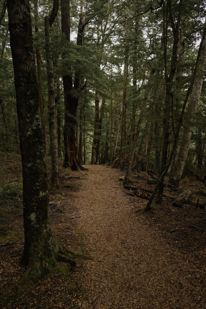 Peaceful forest wallpaper with winding path tall trees autumn foliage earthy tones nature view