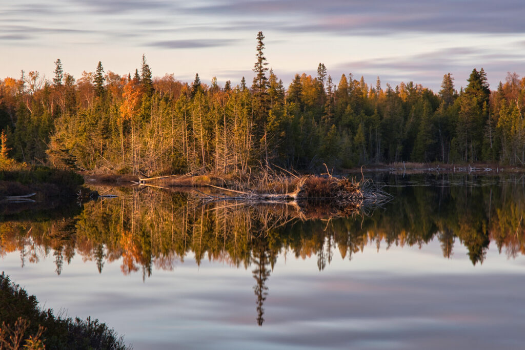 Autumn forest with tall trees reflecting on calm river serene landscape wallpaper background