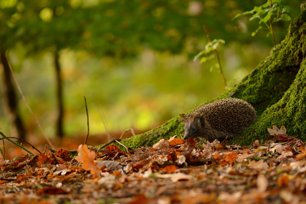 Serene Autumn Hedgehog Wallpaper Amidst Vibrant Leaves and Moss