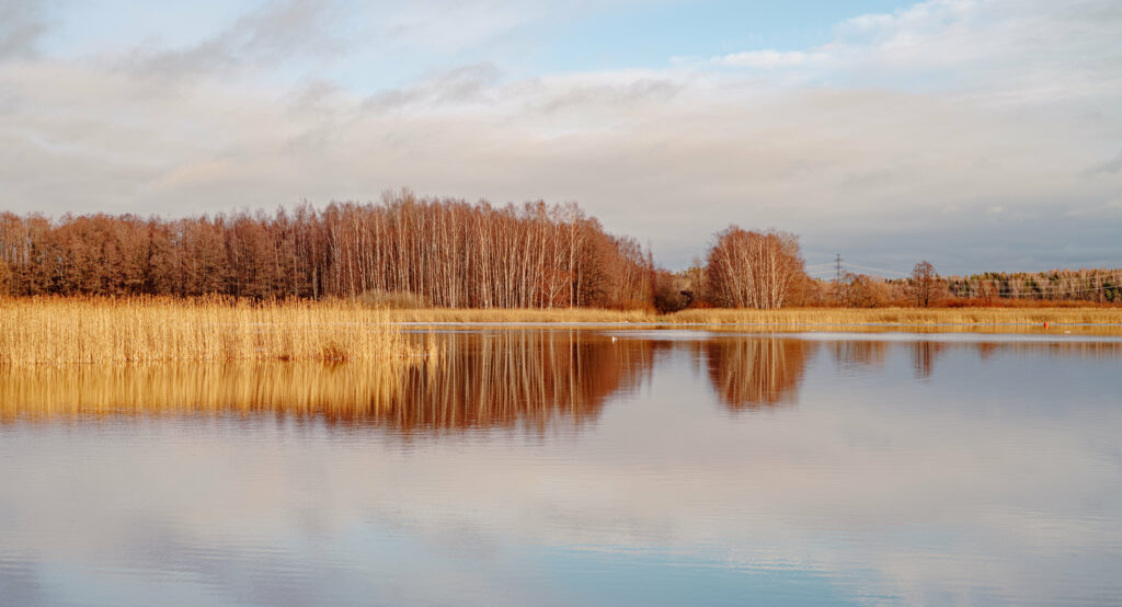 Serene autumn lake reflecting golden reeds and bare forest under soft blue sky wallpaper background