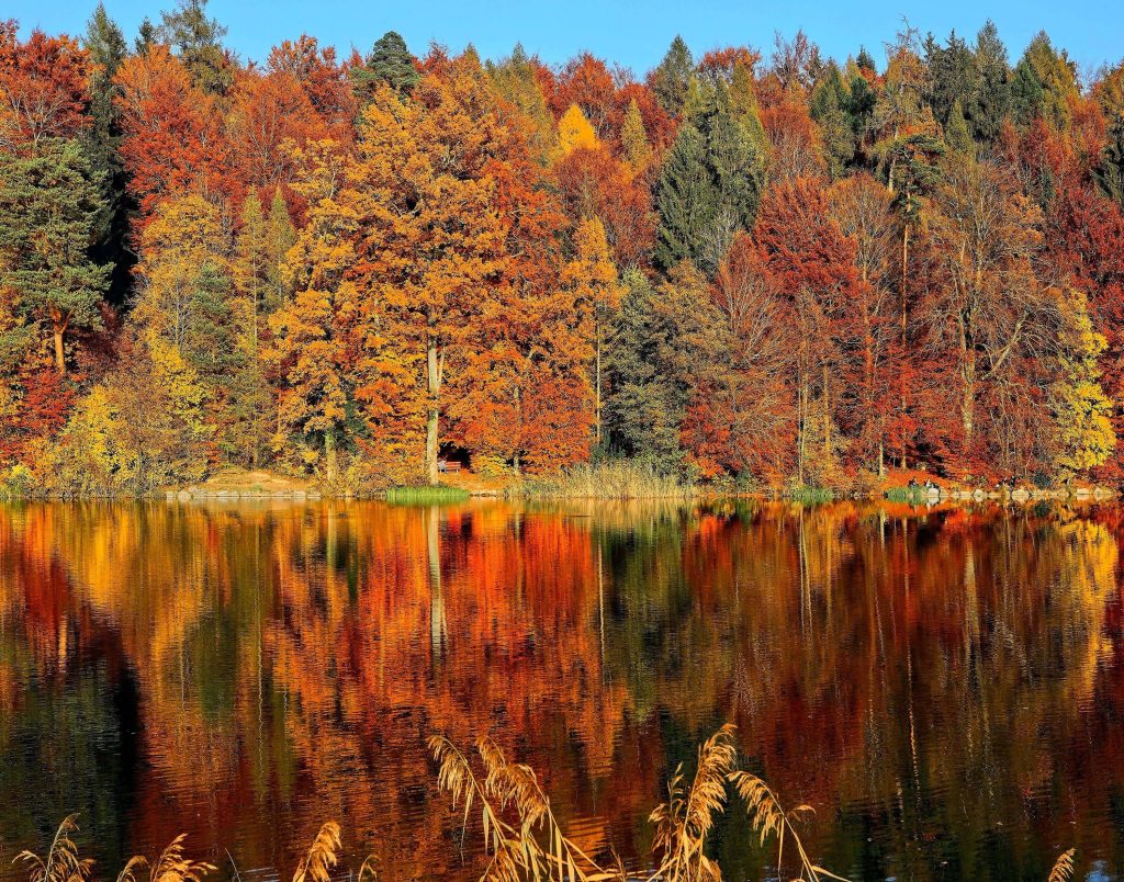 Vibrant autumn foliage in orange red and gold reflecting on a calm lake in 4K forest wallpaper