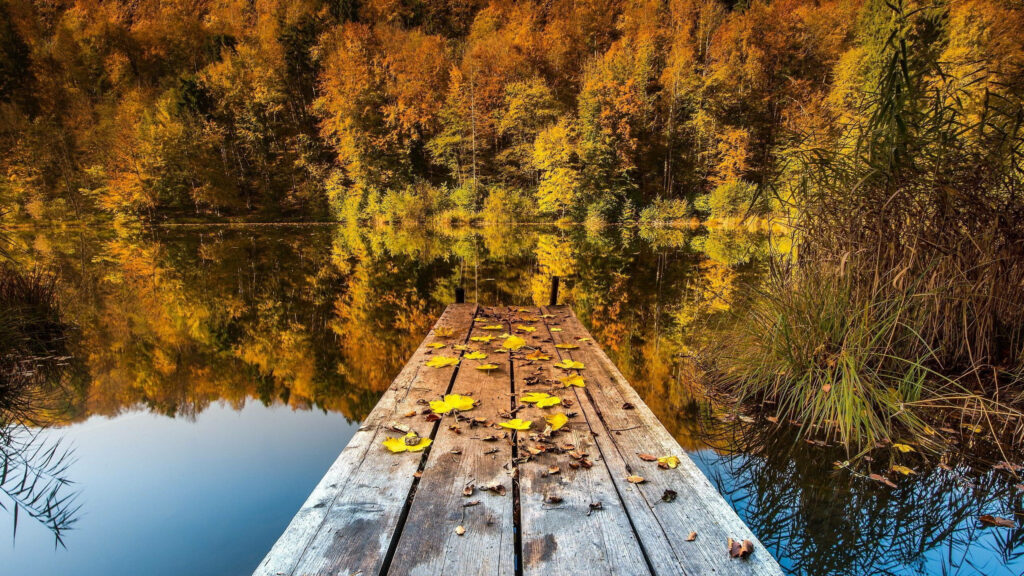 Serene Lake Autumn Wallpaper: Vibrant Trees & Rustic Plank Background