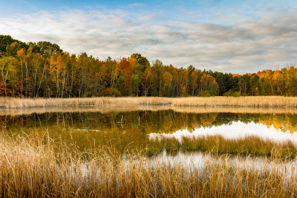 Serene autumn lake with tall reeds and colorful fall forest reflecting under cloudy sky wallpaper