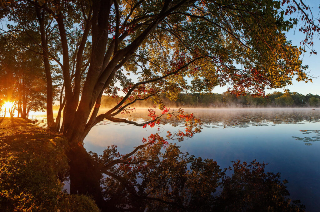 Serene lakeside with large autumn tree silhouette reflecting in calm blue water and morning mist Wallpaper