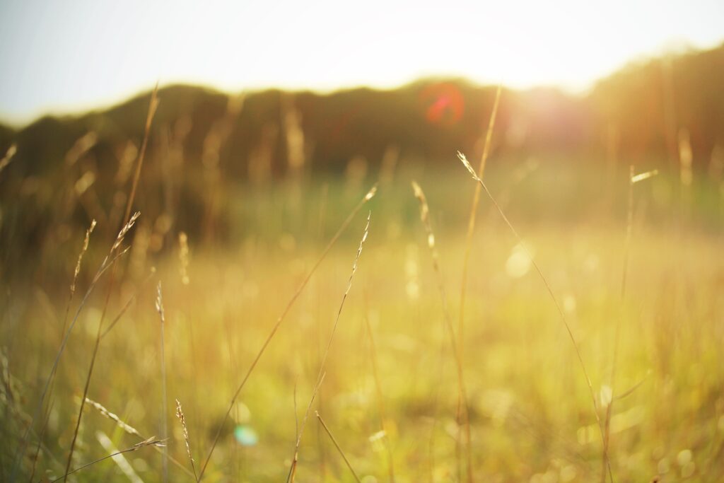 Serene Autumn Landscape Wallpaper: Golden Grass & Soft Sunlight