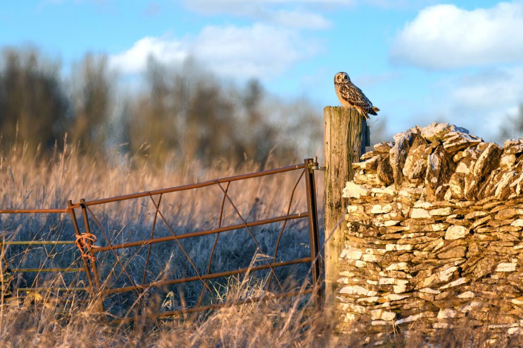 Serene Autumn Landscape Wallpaper: Owl on Wooden Post & Stone Fence