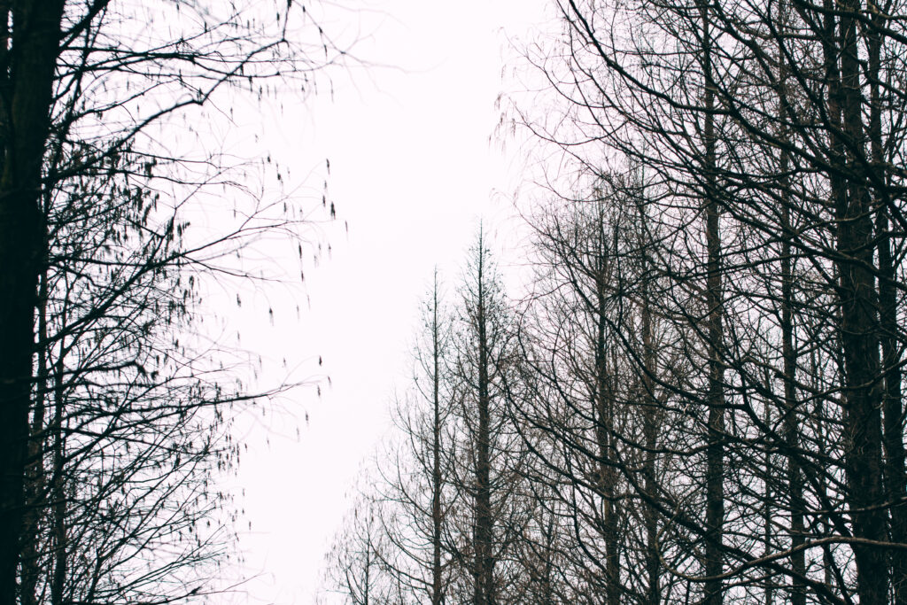 Serene autumn landscape with tall bare trees and pale sky minimalist nature wallpaper background