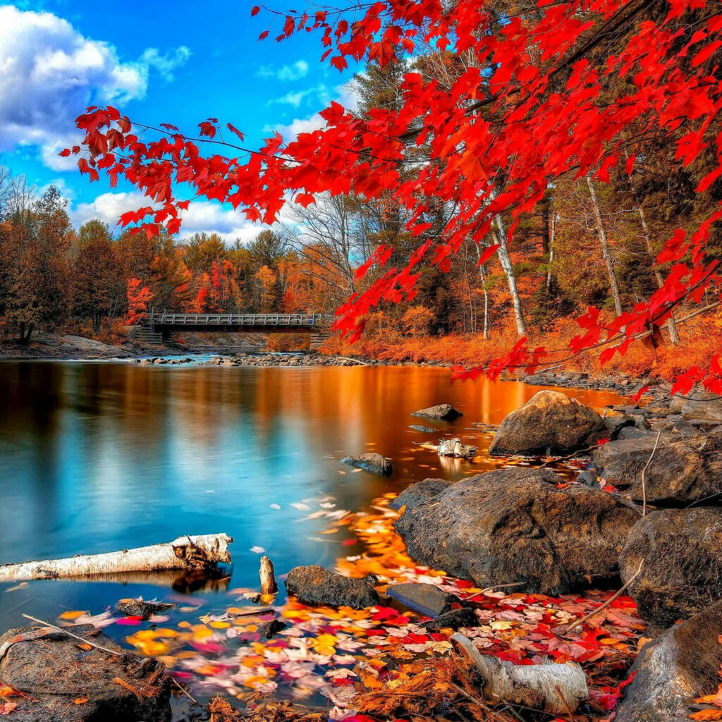 Serene Autumn Landscape iPad Air 4 Wallpaper with Vibrant Red Tree