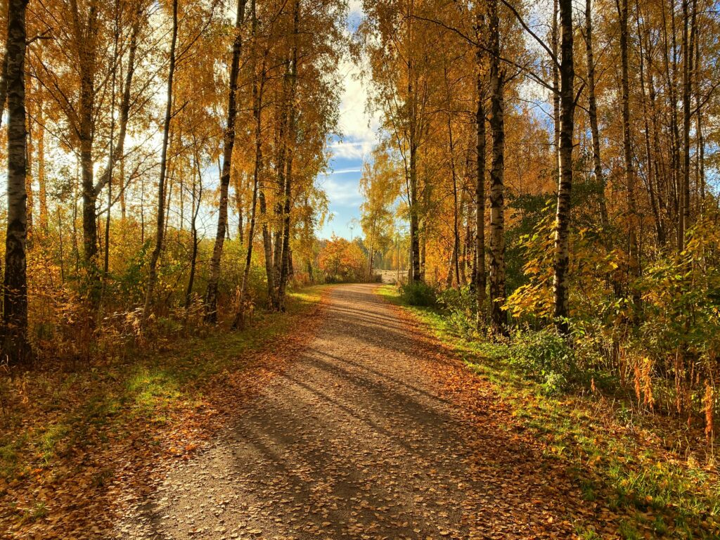 Serene autumn path with golden trees and fallen leaves bathed in soft sunlight wallpaper
