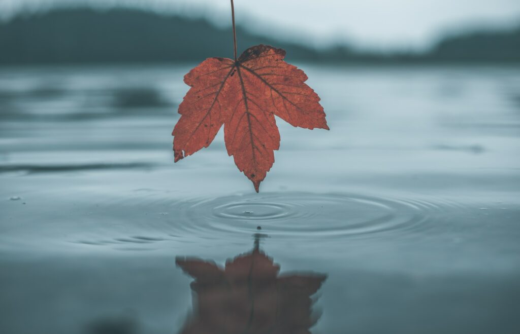 Autumn leaf floating above calm blue water with gentle ripples and peaceful fall reflection Wallpaper