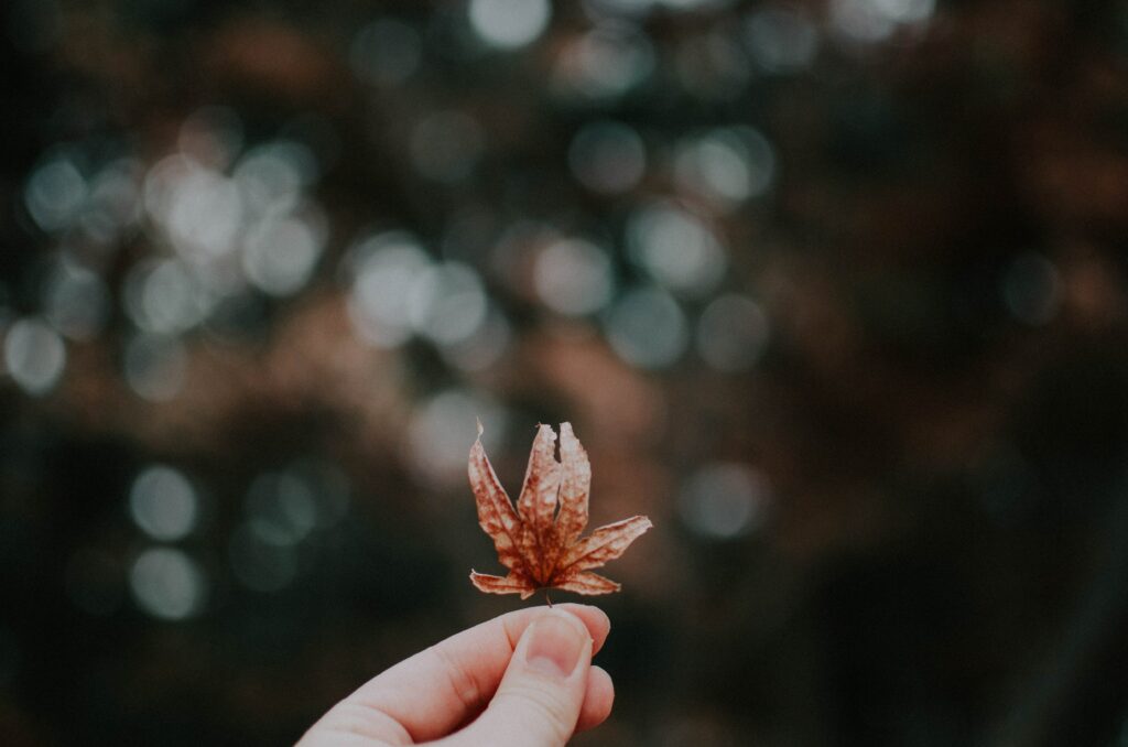 Serene Autumn Leaf Wallpaper with Soft Bokeh Background