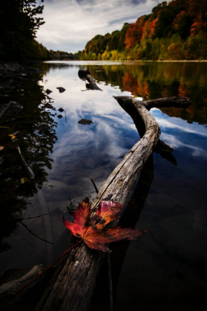 Vibrant autumn leaf on weathered log floating on tranquil lake with colorful tree reflections Wallpaper