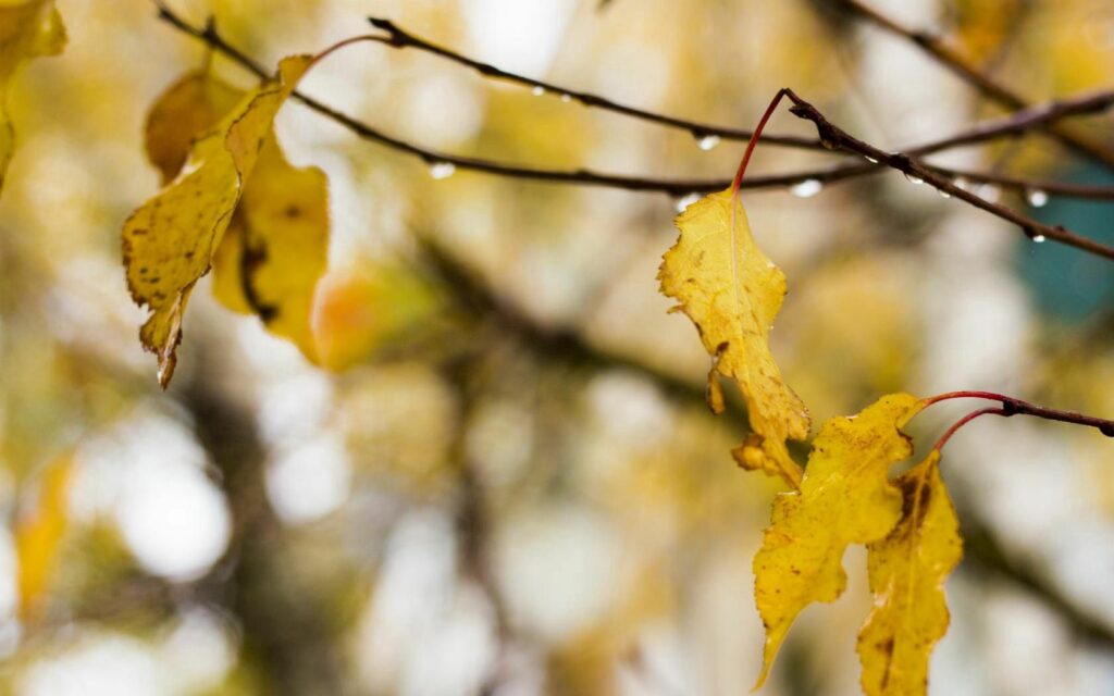 Serene Autumn Leaves Wallpaper with Raindrops - Refreshing Background