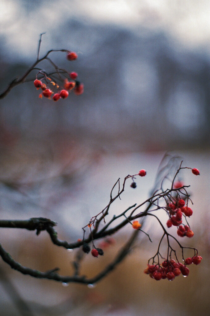 Serene Autumn Macro: Rowan Branch with Red Berries Wallpaper