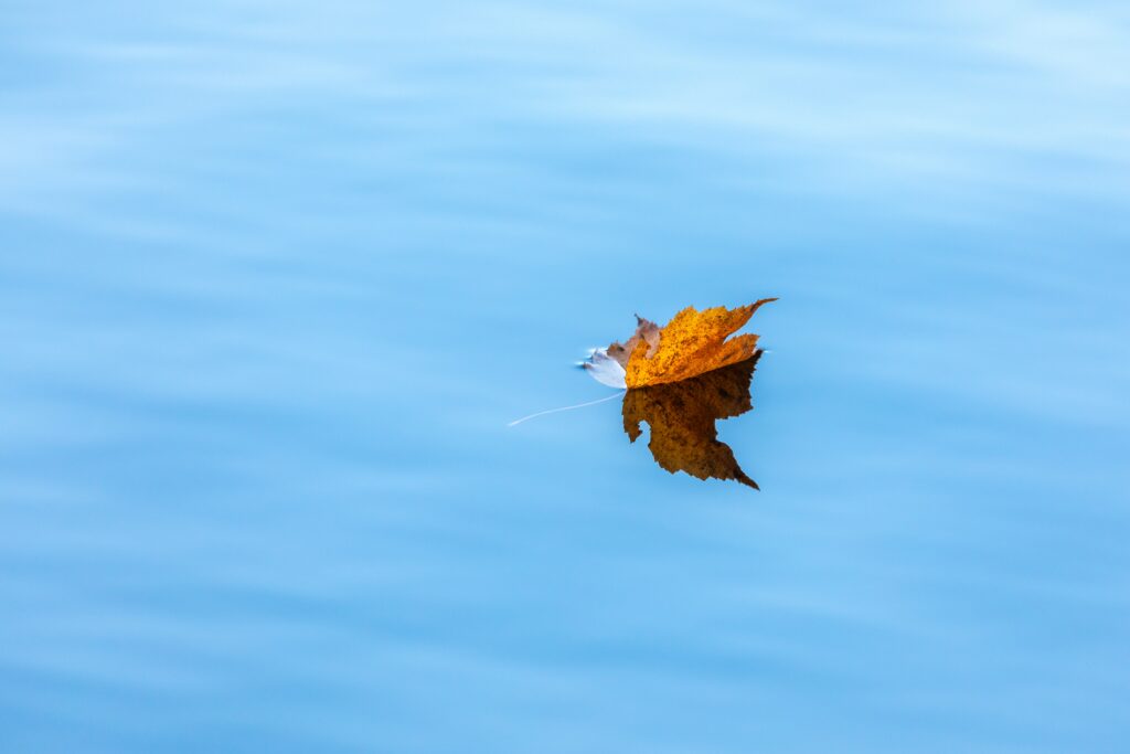 Autumn maple leaf floating on calm blue water serene seasonal transition wallpaper background