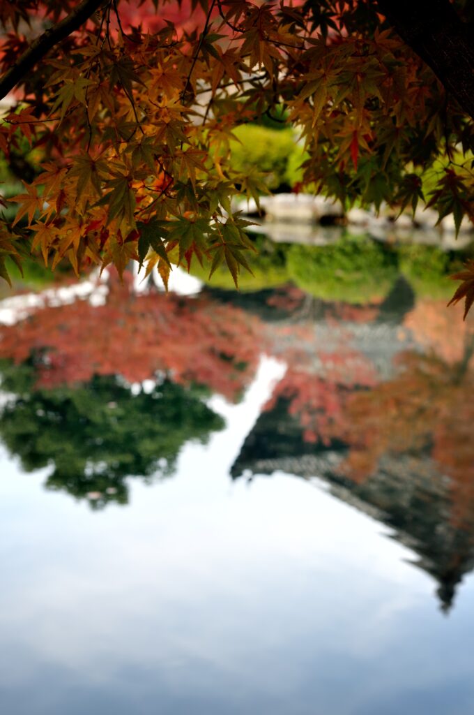 Maple leaves in orange red and green reflect on a calm pond creating a peaceful autumn scene Wallpaper