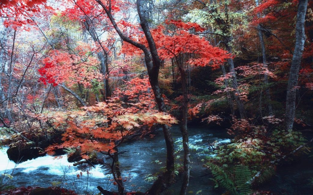 Vivid autumn maple leaves over rushing mountain stream forest background wallpaper serene scene