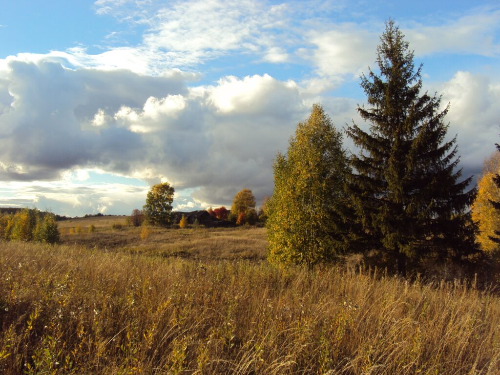 Serene autumn meadow with faded grass birch and fir trees under dramatic cloudy sky wallpaper