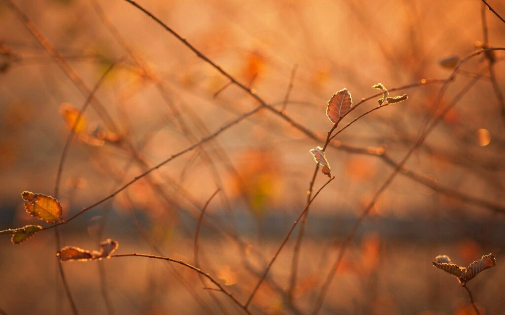 Serene Autumn Morning Wallpaper - Cozy Nature Background